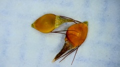 Rhynchospora gracilenta