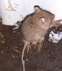 Mus musculus
