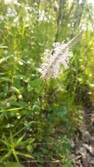 Plantago media