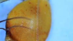 Rhynchospora gracilenta