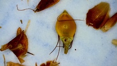 Rhynchospora gracilenta