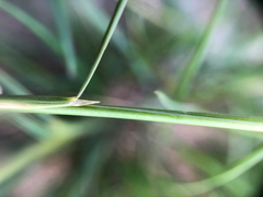 Hesperostipa curtiseta
