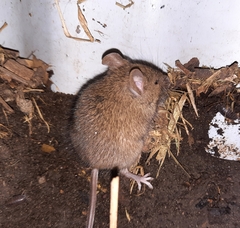 Mus musculus