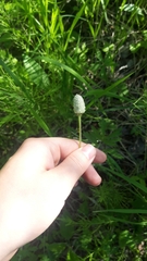 Anemonoides sylvestris