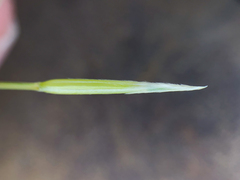 Hesperostipa curtiseta