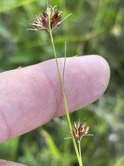 Rhynchospora gracilenta