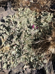 Nototriche flabellata