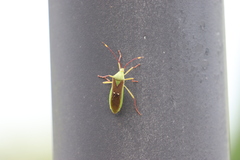 Homoeocerus bipunctatus