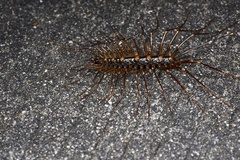 Thereuopoda clunifera