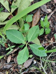 Asclepias variegata image