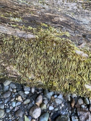 Scleropodium cespitans
