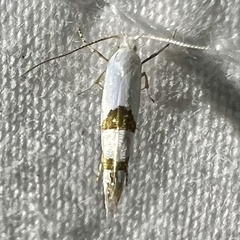 Argyresthia oreasella
