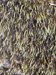 Scleropodium cespitans