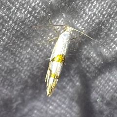 Argyresthia oreasella