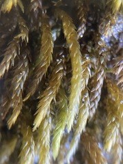 Scleropodium cespitans