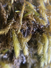 Scleropodium cespitans
