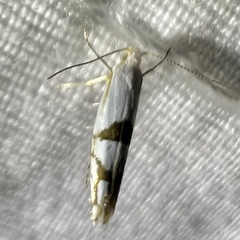 Argyresthia oreasella