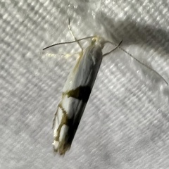 Argyresthia oreasella