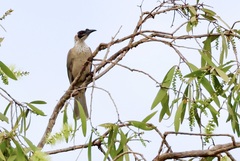 Philemon argenticeps