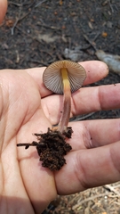 Mycena nivicola