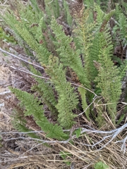 Myriopteris clevelandii