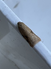 Acleris notana