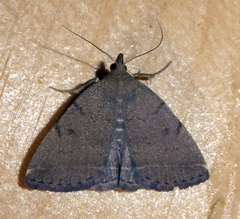 Zanclognatha protumnusalis