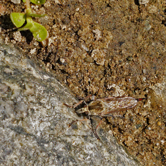 Efferia albibarbis