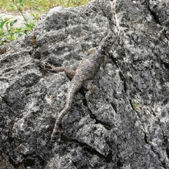 Sceloporus serrifer
