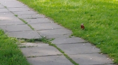 Cardinalis cardinalis