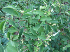 Cotoneaster hebephyllus