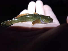 Cottus beldingii