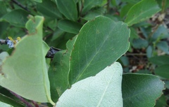 Cotoneaster hebephyllus