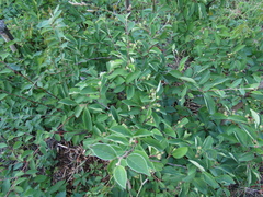 Cotoneaster hebephyllus