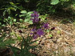 Vernonia texana