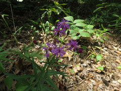 Vernonia texana