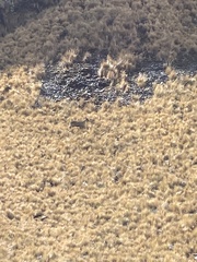 Hippocamelus antisensis