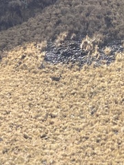 Hippocamelus antisensis