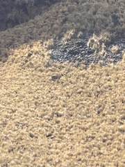 Hippocamelus antisensis