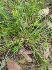 Cyperus bowmanni