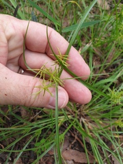 Cyperus bowmanni