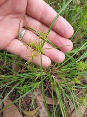 Cyperus bowmanni