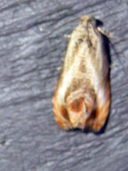 Olethreutes hamameliana