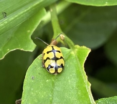 Alagoasa jacobiana