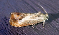 Olethreutes hamameliana