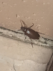 Prionus californicus