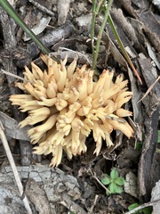 Ramaria lorithamnus