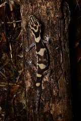 Coleonyx