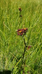 Packera pauciflora