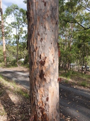 Corymbia henryi